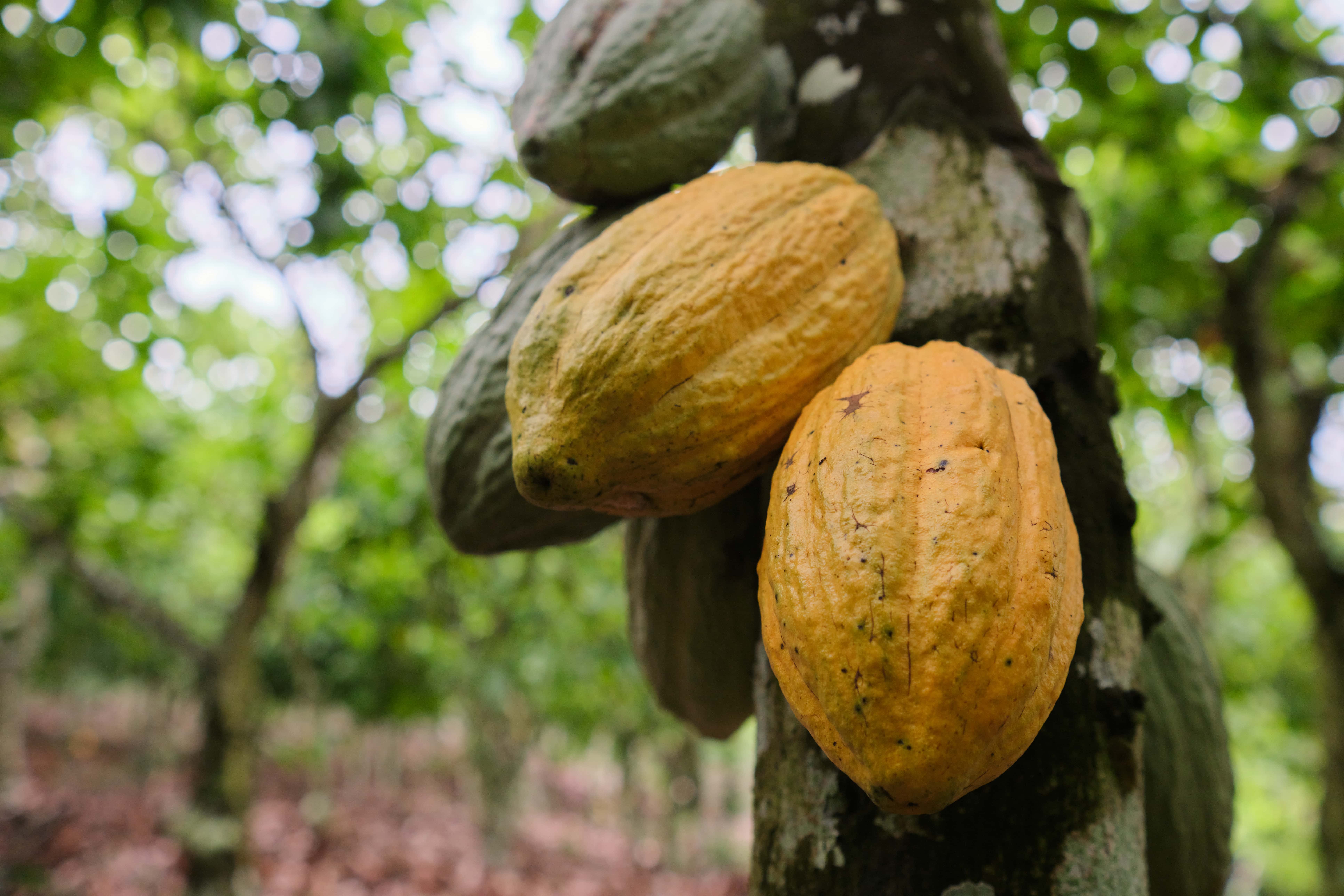 Ghana Cocoa Belt