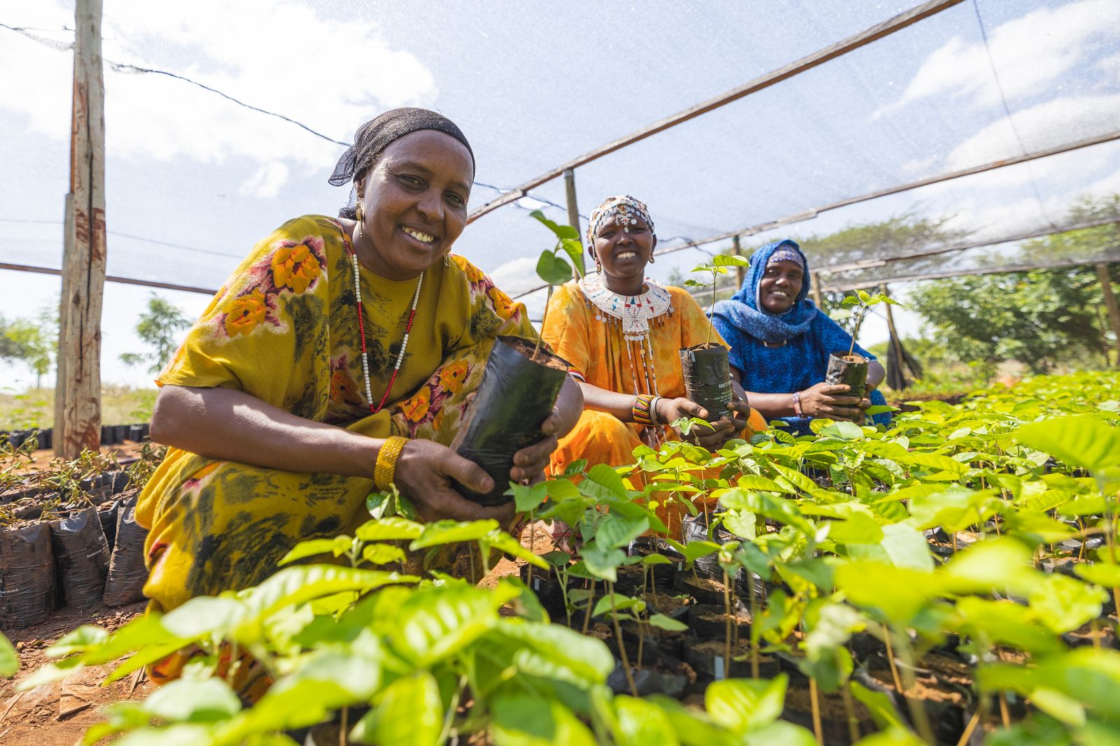 Tending seedlings in a community tree nursery.