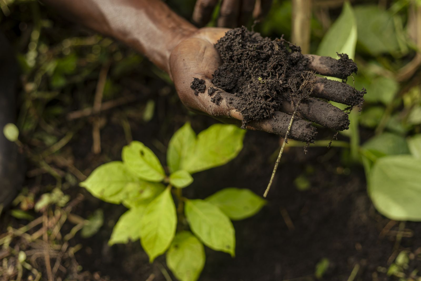 Healthy soil, held in hand.