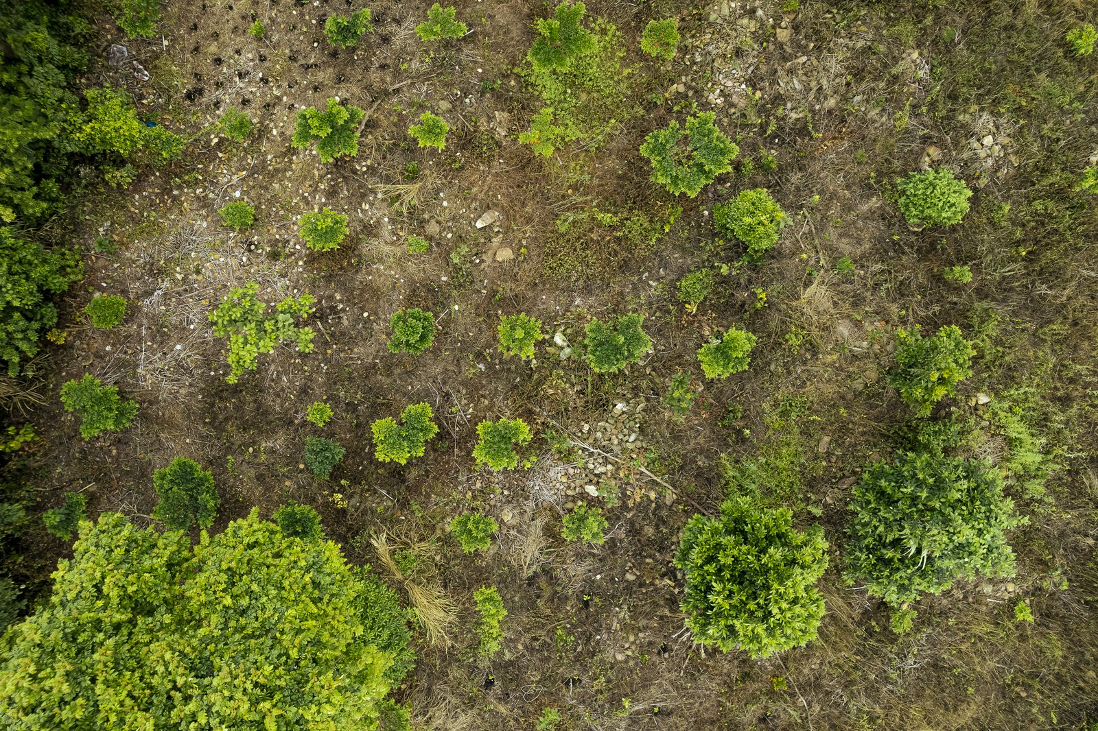 Restoration plots seen from above.