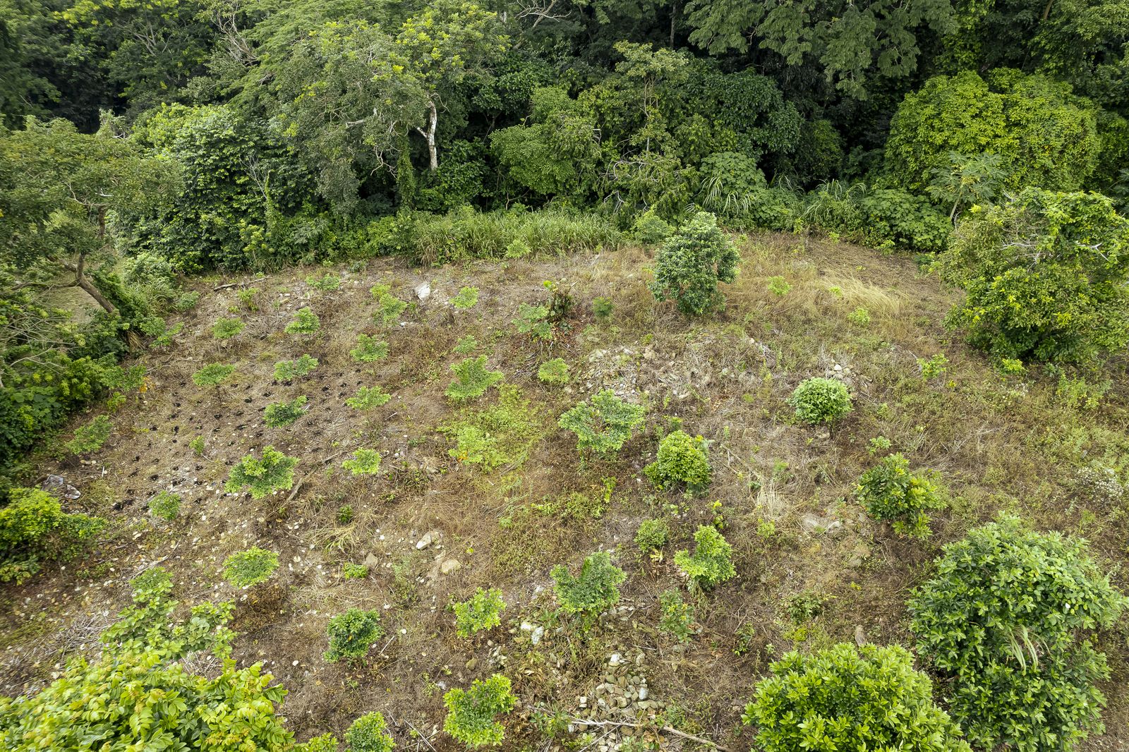 Young saplings planted across cleared ground.